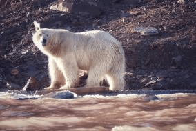 帆船包船环岛航程（2025720-2586）开元棋牌再次扬帆圆梦北极 北极斯瓦尔巴群岛(图28)